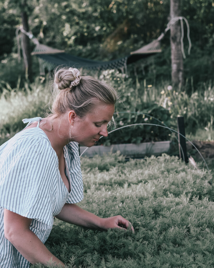 woman harvesting winter sown dill